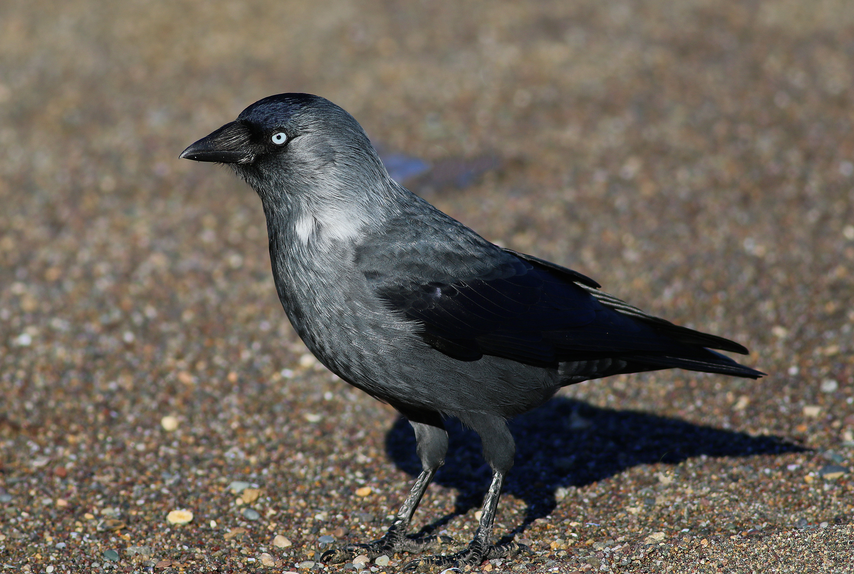 Eurasian Jackdaw — Ana fotoğraf